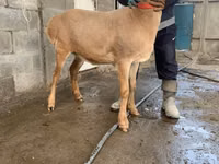 نعجة, Arashan sheep — الصورة 5