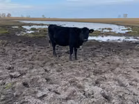 Rinder (Partie, Geschlecht nicht angegeben), Aberdeen-Angus — Foto 6