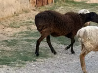 Sheep, Sheep — photo 2