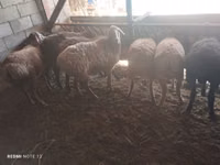 Schaf, Rhon sheep — Foto 2