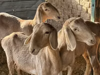 Oveja, Arashan sheep — foto 1