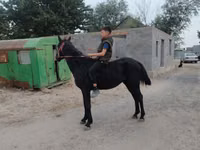 Caballo, Caballos — foto 3