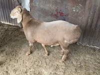मेढ़ा, Hissar sheep — फ़ोटो 2