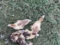 Ducks — Foto 2