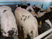 أبقار (دفعة، الجنس غير محدد), Simmental cattle — الصورة 4