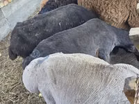 Qo‘ylar (partiya, jinsi ko‘rsatilmagan), Arashan sheep — 4-rasm