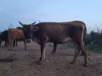 गाय, हेरफोर्ड — फ़ोटो 5