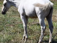 Stute, Quarter Horse — Foto 3