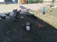 Chickens — foto 1