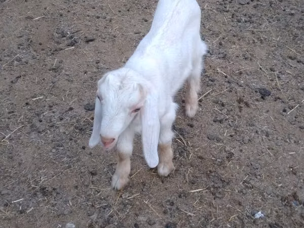 تيس, Nubian Goat