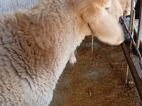 Widder, Arashan sheep — Foto 4
