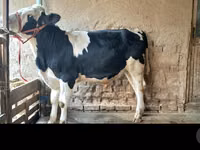 ثور, Simmental cattle — الصورة 7