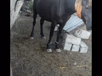 Mare, Horses — photo 2