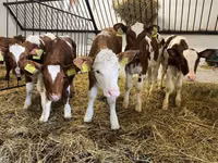 Kuh, Simmental cattle — Foto 1