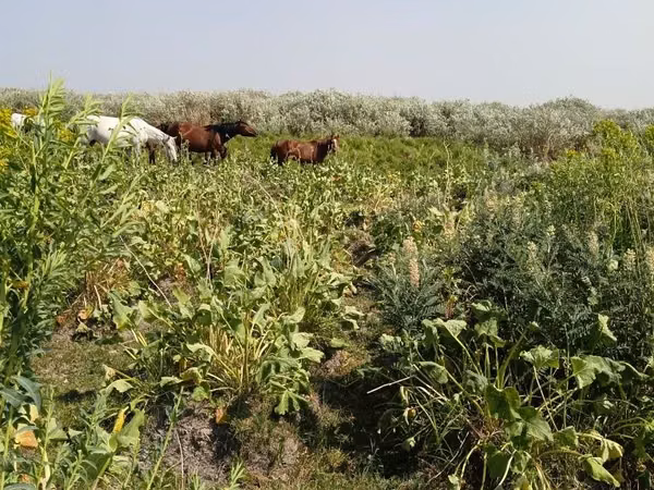 حصان, الخيول