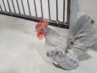 Chickens — 3-rasm