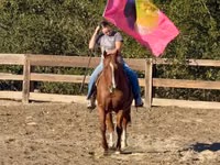 Caballo, Quarter Horse — foto 5