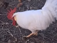 Leghorn — Foto 4