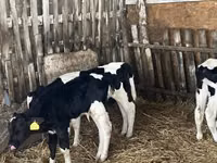 ثور, Russian Black pied cattle — الصورة 5