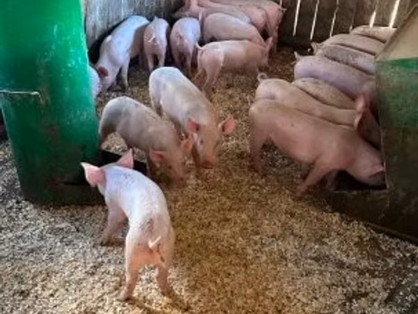 Schweine (Partie, Geschlecht nicht angegeben), Schweine
