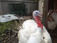 Turkeys — फ़ोटो 2