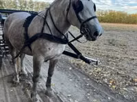 Mare, Horses — photo 4