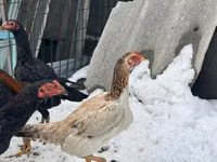 Chickens — photo 3
