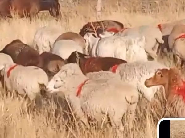 نعجة, Russian meat merino sheep — كازاخستان