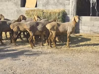 نعجة, Arashan sheep — الصورة 2
