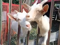 Goat, Goats — photo 3