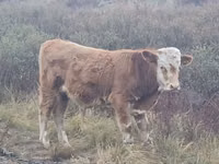 Bulle, Hereford — Foto 1