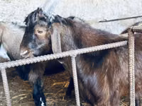 Ziegenbock, Nubian Goat — Foto 8