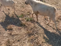 Ziegenbock, Nubian Goat — Foto 1