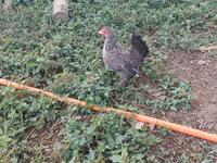 Chickens — الصورة 6