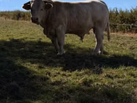 Bulle, Kaste Kuh — Foto 1