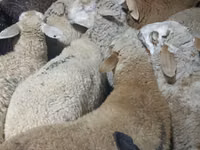 كبش, الأغنام — الصورة 4