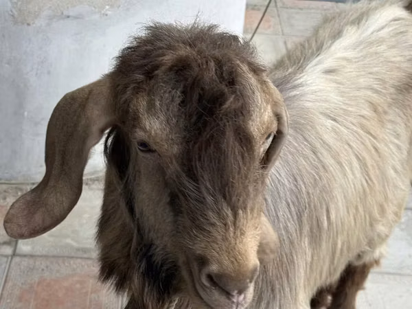 母山羊, Goats — 乌兹别克斯坦