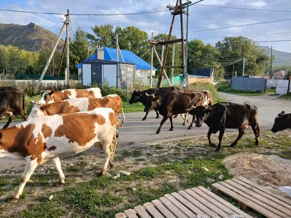 بقرة, Simmental cattle