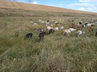 母山羊, Goats — 照片 5