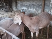 Ram, Sheep — photo 6