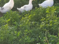 Chickens — foto 8