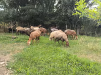 Schaf, Schafe — Foto 5
