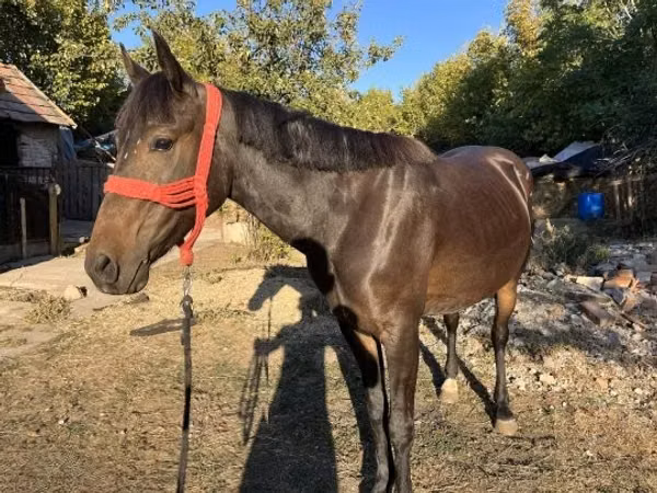 Mare, Friesian