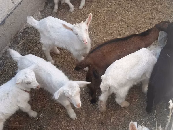 Cabro, Saanen goat