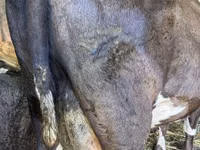 Sigir, Swiss cattle — 3-rasm