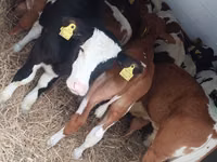Buqa, Simmental cattle — 4-rasm