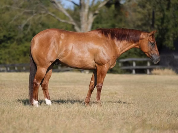 Aygʻir, Quarter Horse