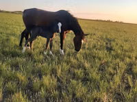 فرس, Kazakh horse — الصورة 2