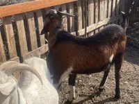 Ziegenbock, Nubian Goat — Foto 1