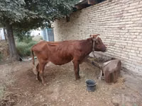 Sigir, Qoramol — 2-rasm